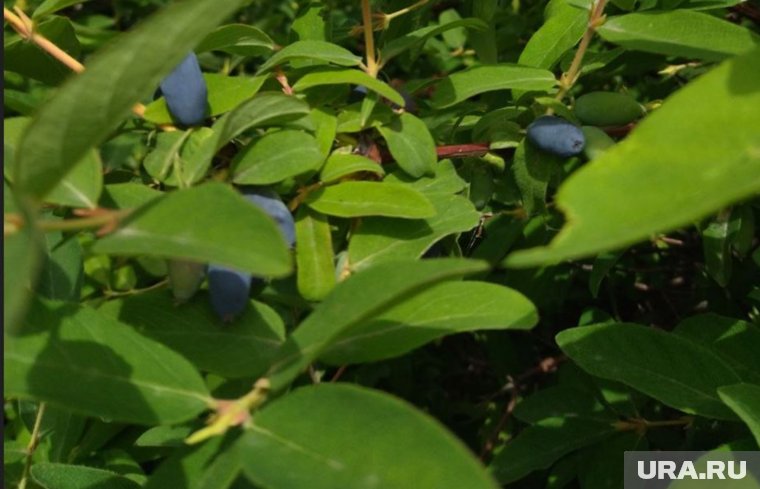 Чем подкормить жимолость в августе и как за ней ухаживать: советы садовода