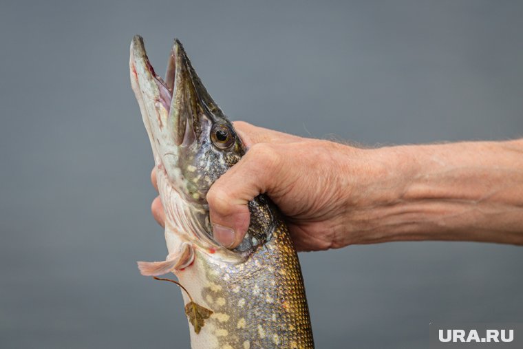 Щука, судак и форель: какую рыбу можно и нельзя ловить в Подмосковье в 2025