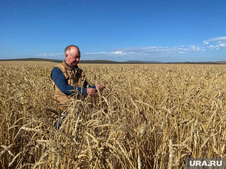 Челябинский фермер нашел способ бороться с падением цен на пшеницу