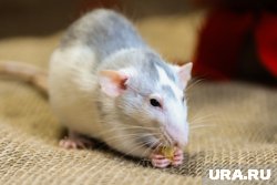 В квартиры тюменцев пробрались крысы и оставили там потомство. Фото