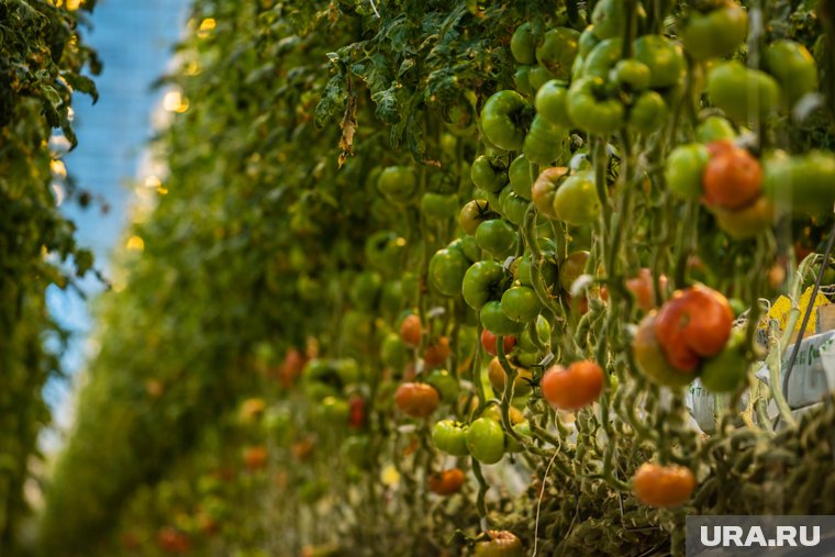 Как поливать помидоры в жару: советы садовода