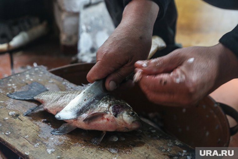 На Ямале рыбодобыча превратилась в убыточный бизнес