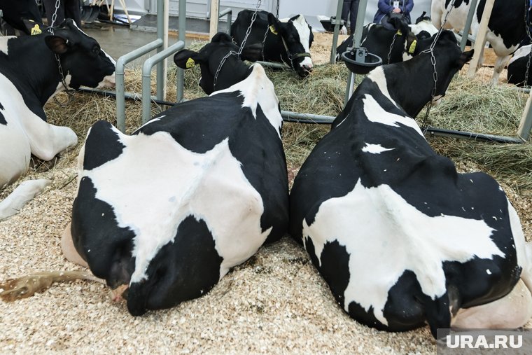 На Ямале вводят жесткие меры контроля над аграриями