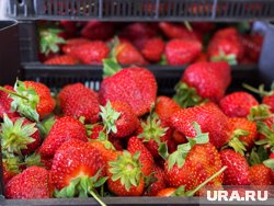 Как ухаживать за клубникой после сбора ягод: советы опытного садовода
