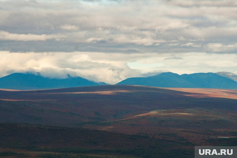 Краснокнижный кречет гнездуется на железнодорожных мостах трассы Обская — Карская. Фото