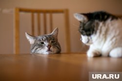 Как воспитать кота и отучить его пакостить: отвечает ветеринарный врач