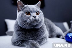 Любимец голубых кровей: все, что нужно знать о британской короткошерстной кошке
