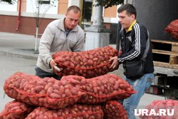 Россию завалили картошкой из Китая и Египта