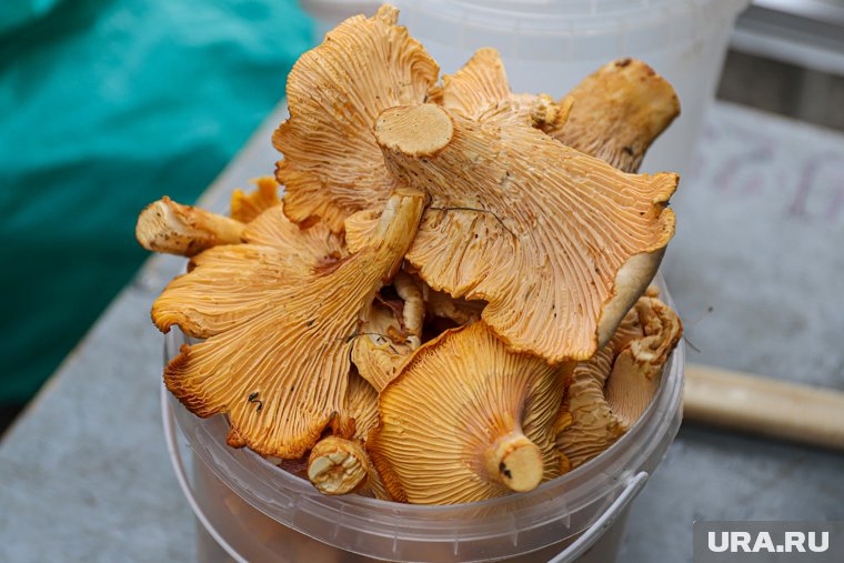 Кому категорически нельзя есть лисички — мнение диетолога