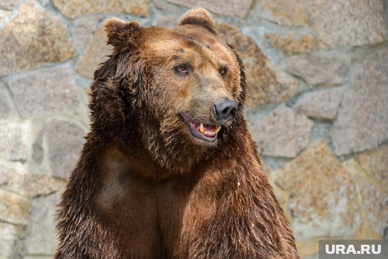 Пермяк криком запугал медведя в лесу