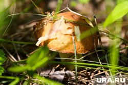 Женщина нашла гриб необычной формы в курганском лесу. Фото