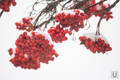 Первый снег. Нижневартовск., первый снег, рябина, погода, ягода, осень