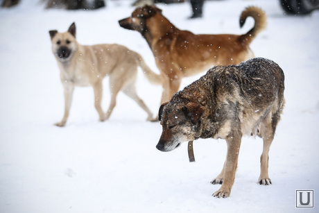 Питомник Лунёвой. Сургут, бродячая собака