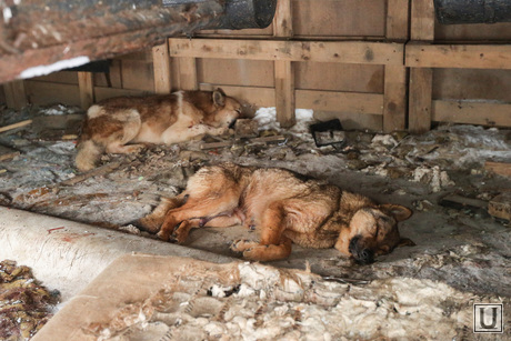 Питомник Лунёвой. Сургут