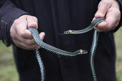 В ЯНАО в мае просыпаются змеи: чем они опасны